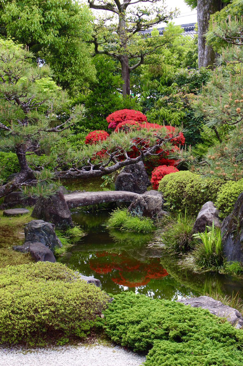 chitaka45's tweet photo. 5月5日迄公開中の正伝永源院
Shoden Eigen-in temple special opening (until May 5)
#kyoto #京都　#正伝永源院　#特別公開　#躑躅　#azalea #そうだ京都行こう https://t.co/Fh0y2nc8u0