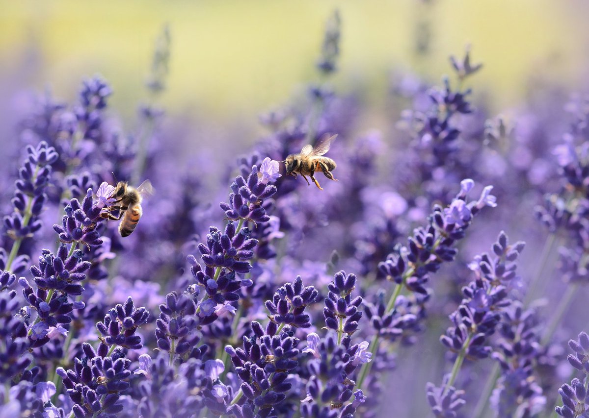 KinsaleMeadCo's tweet photo. This is a smaller batch than last year due to a cold spell in late spring so the queen bees laid fewer eggs - so there were fewer bees foraging when everything was in bloom
https://t.co/8mezh40nqH
#mead #kinsalemead #askformead #wildflowermead #drinkresponsibly 3/4 https://t.co/x1fKLl5YRS