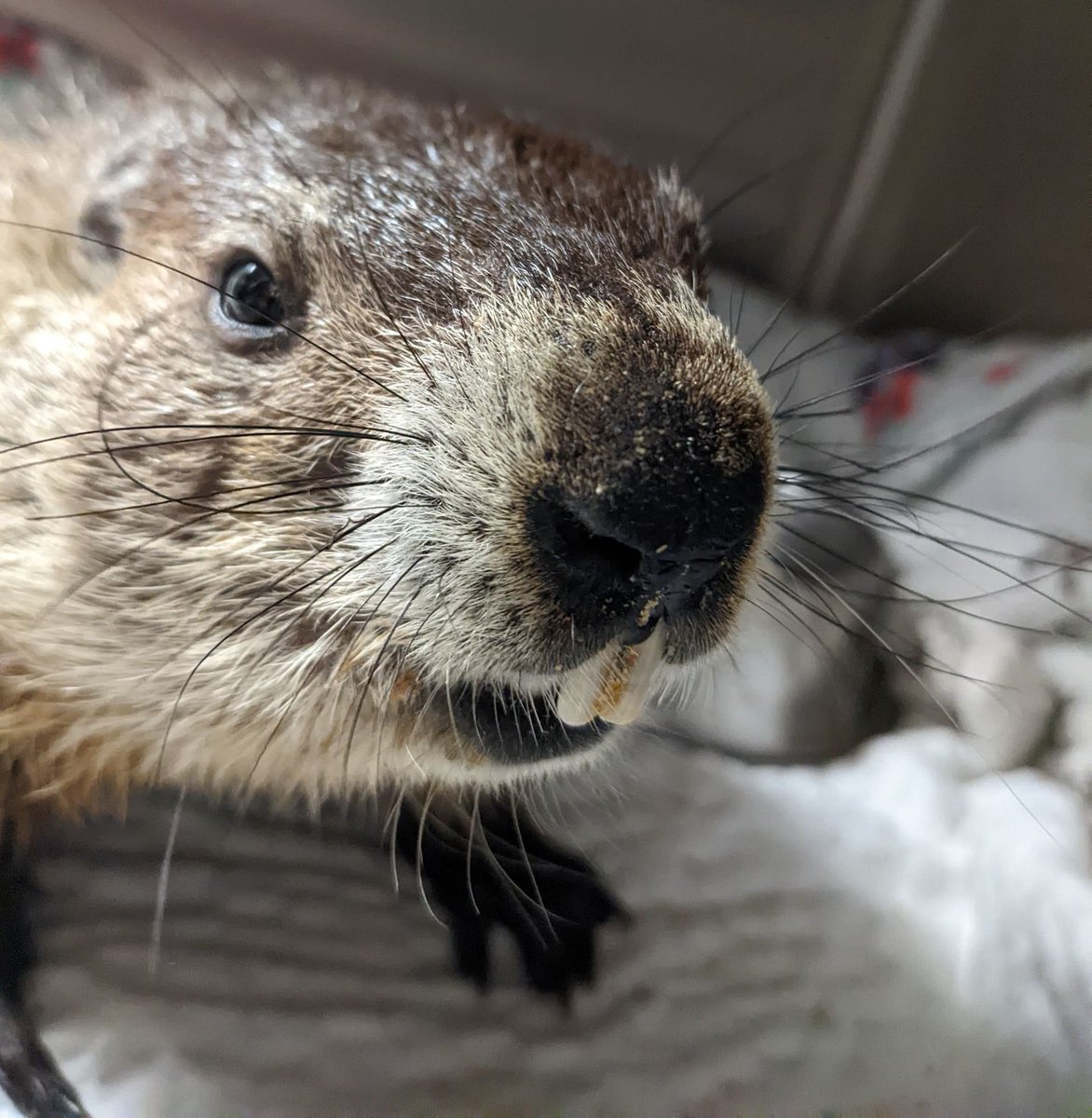 awarewildlife's tweet photo. My, what big teeth you have! - https://t.co/p4Qc97r4wF https://t.co/xGkHEPdhqK