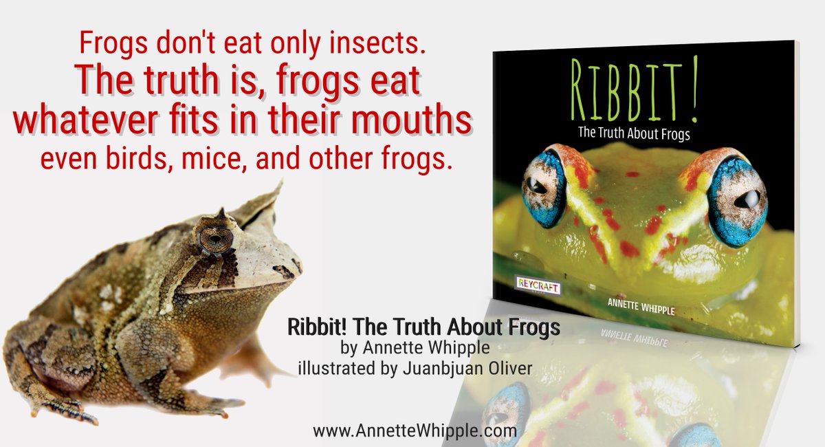 AnnetteWhipple's tweet photo. You've heard frogs eat insects. They do. But the truth is, frogs eat whatever fits in their mouths like birds, mice...and even other frogs! #FrogFactFriday #RibbitTheTruthAboutFrogs @ReycraftBooks https://t.co/sfkq5mkGsl