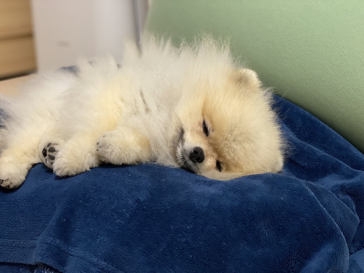 pqurumin2's tweet photo. フォロワー増やしたいです🐶
よろしくお願いします🥺

#相互フォロー募集
#フォロバ
#フォロバ100
#フォローした人全員フォロー
#フォローした人全員フォローする
#固定ツイートRT
#固定ツイートをRT
#フォロバ絶対 
#ふぉろば100 
#フォローバック100 
#フォロー返し https://t.co/mPcoWKDUec