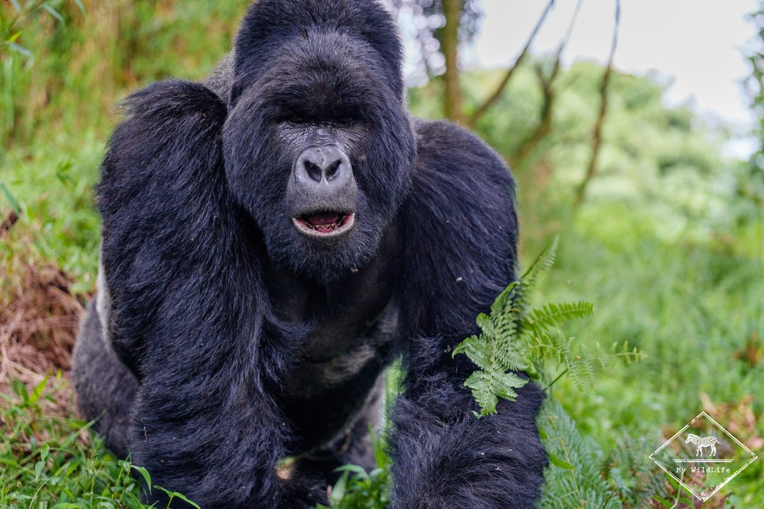 J'ai rencontré le gorille des montagnes dans le parc national Mgahinga en Ouganda 🇺🇬​​​​​​​​
Une rencontre inoubliable 😀 🦍 😀
my-wildlife.com/voir-le-gorill…