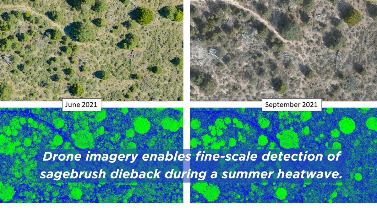 BoiseStateIFITS's tweet photo. Join Valorie Marie to learn about efforts to track the health of an essential part of the western desert ecosystems with drone technology. 🔗https://t.co/a08Cc7etf6 
#URS2022 #URW2023 @BSUBiology @BoiseState @BoiseStateCOAS https://t.co/mCTD5V65mH