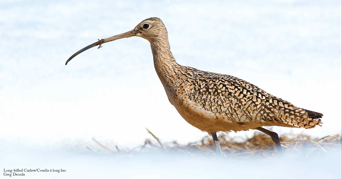 Birds Canada tweet media