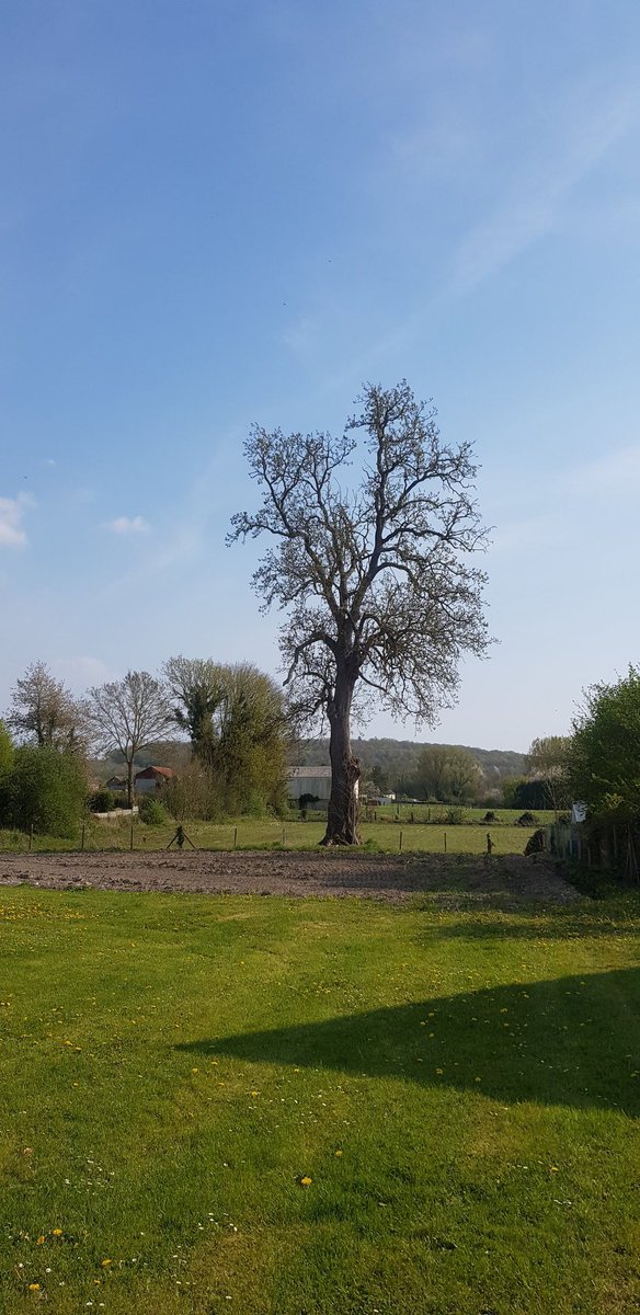 EkoLogIt's tweet image. Found another massive ash tree for #CoolTree ⬇️ Inside a village in a rural setting 😍 #Behencourt

@PieterDeFrenne
@FWOVlaanderen
@PlueJan 
@SAOCousins 
@RonanMarrec 
@f_spicher 
@GuillaumeDecocq
