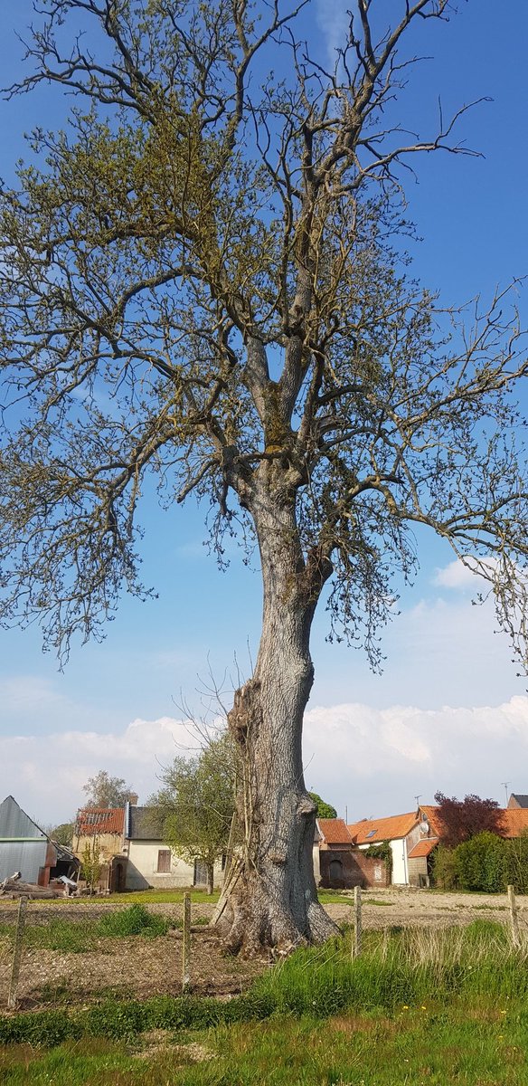 EkoLogIt's tweet image. Found another massive ash tree for #CoolTree ⬇️ Inside a village in a rural setting 😍 #Behencourt

@PieterDeFrenne
@FWOVlaanderen
@PlueJan 
@SAOCousins 
@RonanMarrec 
@f_spicher 
@GuillaumeDecocq