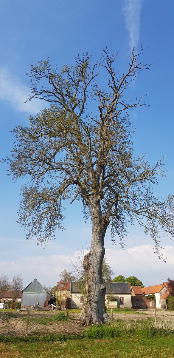 EkoLogIt's tweet image. Found another massive ash tree for #CoolTree ⬇️ Inside a village in a rural setting 😍 #Behencourt

@PieterDeFrenne
@FWOVlaanderen
@PlueJan 
@SAOCousins 
@RonanMarrec 
@f_spicher 
@GuillaumeDecocq