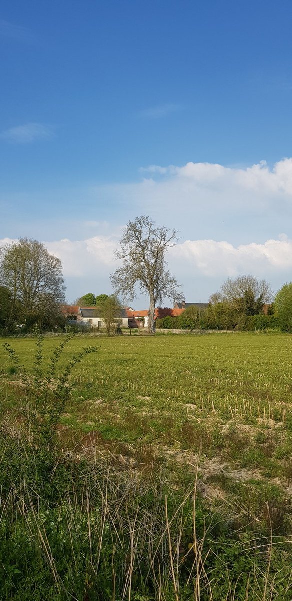 EkoLogIt's tweet image. Found another massive ash tree for #CoolTree ⬇️ Inside a village in a rural setting 😍 #Behencourt

@PieterDeFrenne
@FWOVlaanderen
@PlueJan 
@SAOCousins 
@RonanMarrec 
@f_spicher 
@GuillaumeDecocq