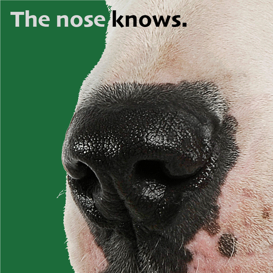 DID YOU KNOW...
...that a dog’s nose print is as unique as a human’s fingerprint? #APKC #Pitties are unique too! 10,000 unique adoptable #NFT #PFP #pitbulls coming soon!
#NFT #NFTCommunity #BullyBreed #RescueDogs #NFTs