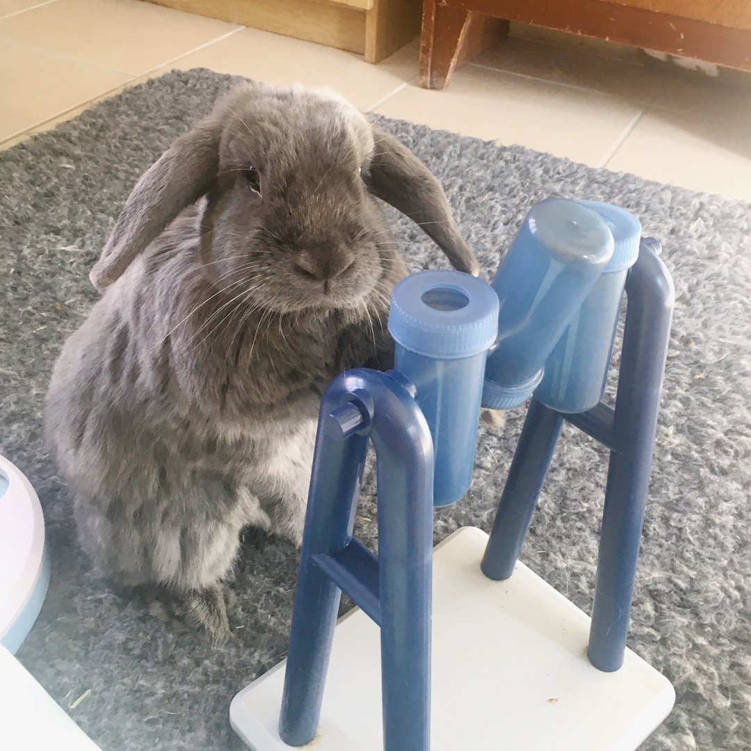 RabbitRetailUK's tweet photo. Fancy a little science lesson with Professor Dandelion?  🧪👩‍🔬

 #Bunny #Rabbit #OneHopShop #RabbitRetail #PlayTime #BunnyToys #RabbitPlayTime #BunnyFun #BunnyLovesToys #RabbitPlaying #TrixieToy https://t.co/T0l59BpRpD