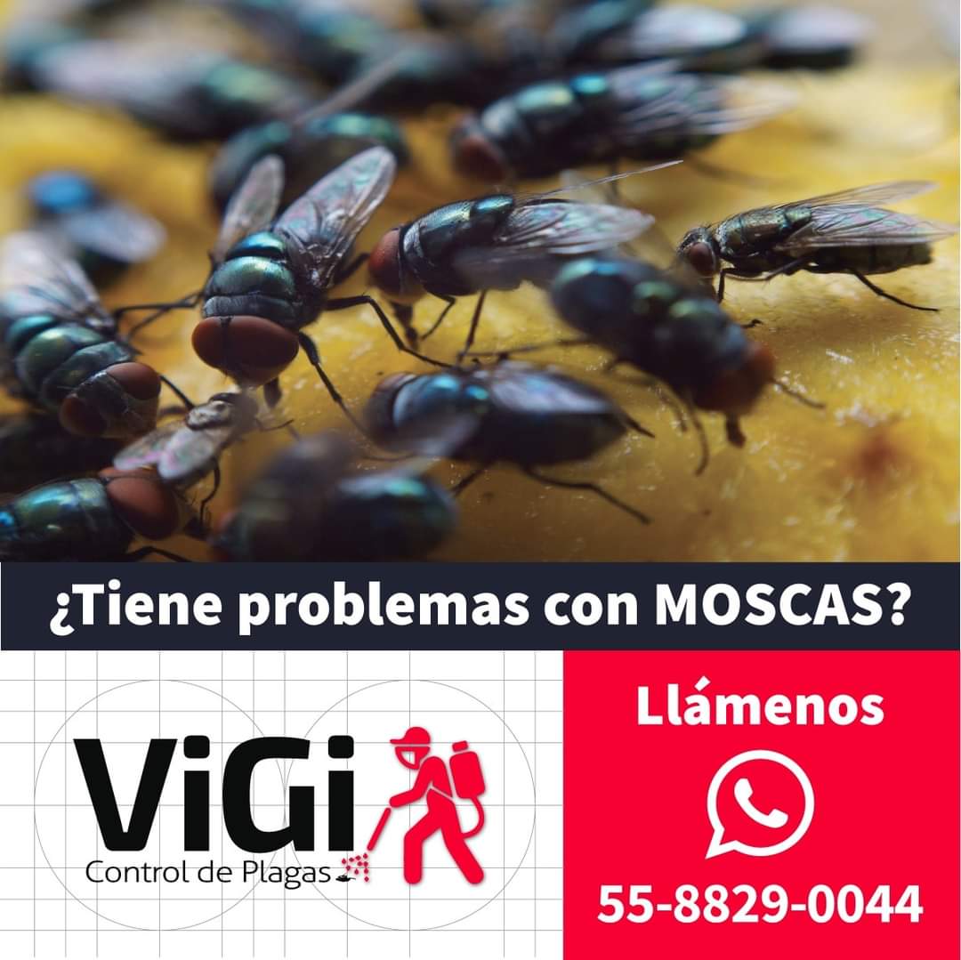 VigiPlagas's tweet photo. #VigiControlDePlagas  #Cucarachas #Moscas #Chinches #Aspersion #Nebulizacion #Termonebulizacion #Humo 
📱5588290044📱 https://t.co/sQ5pF9Ac9p