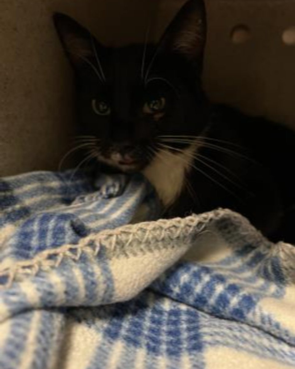 Sissy is in need of a  medical foster home. She needs lots of kennel rest in a quiet place so her broken bones can heal.  * All supplies / medical care provided* Please email ccmulkey@andersoncountysc.org