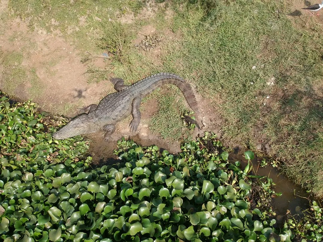 vncindia's tweet photo. 2/2

#Crocodilesofcharotar
#CitizenScience
#CrocodileConservation
#GreenCharotar
#CrocWatch
#CrocWatchApp
#VNCIndia
#VNCUSA https://t.co/1md5LMJZZr