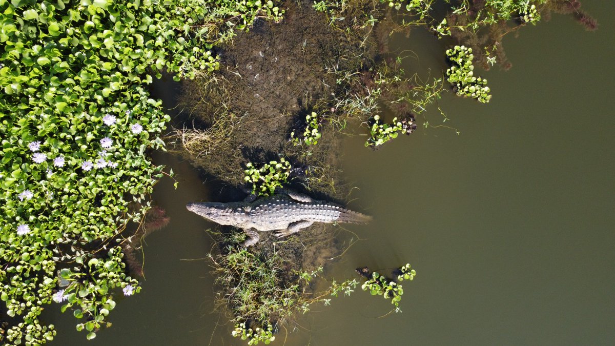 vncindia's tweet photo. 2/2

#Crocodilesofcharotar
#CitizenScience
#CrocodileConservation
#GreenCharotar
#CrocWatch
#CrocWatchApp
#VNCIndia
#VNCUSA https://t.co/1md5LMJZZr
