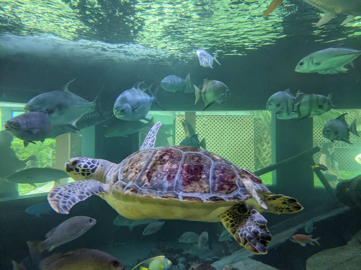 Mark Turetsky, Audiobook Narrator and Voice Artist tweet media