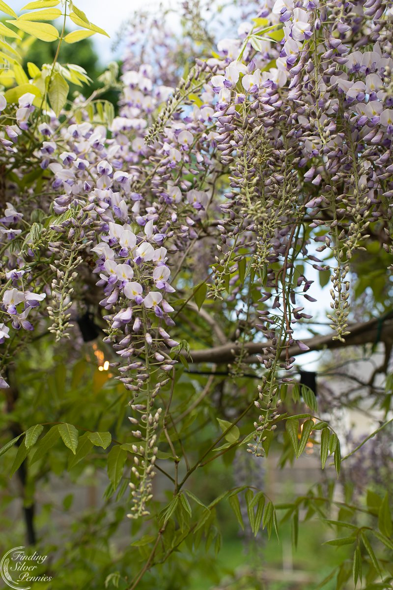 We're hoping to make some changes in our yard this year. Here's a peek at last year and our Wisteria Tablescape:
findingsilverpennies.com/wisteria-table…
#wisteria #outdoordecor #newengland