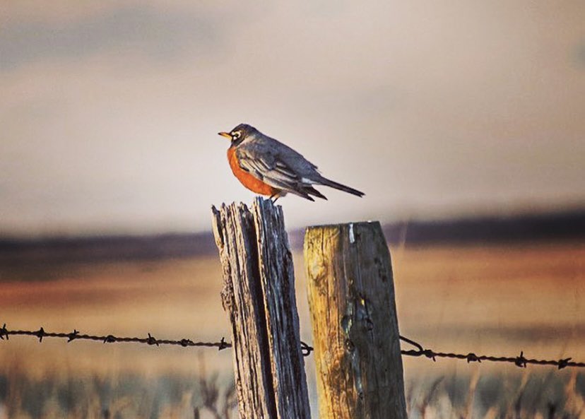 He rocks in the tree tops all day long
Hoppin' and a-boppin' and a-singing his song 🎶 🎵

📷 @dylanbertholet

#explorewestman #tourismwestman #exploremb #exploremanitoba #hartneymb #robin #birdsofmanitoba #bird #getoutside #naturephotography #birdwatching