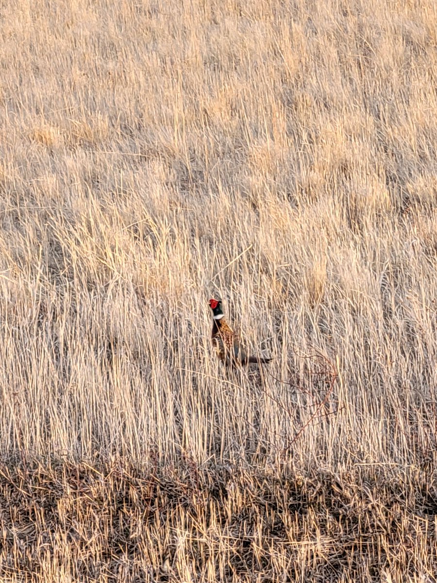 Sights and sounds of spring in sw mn. #rooster