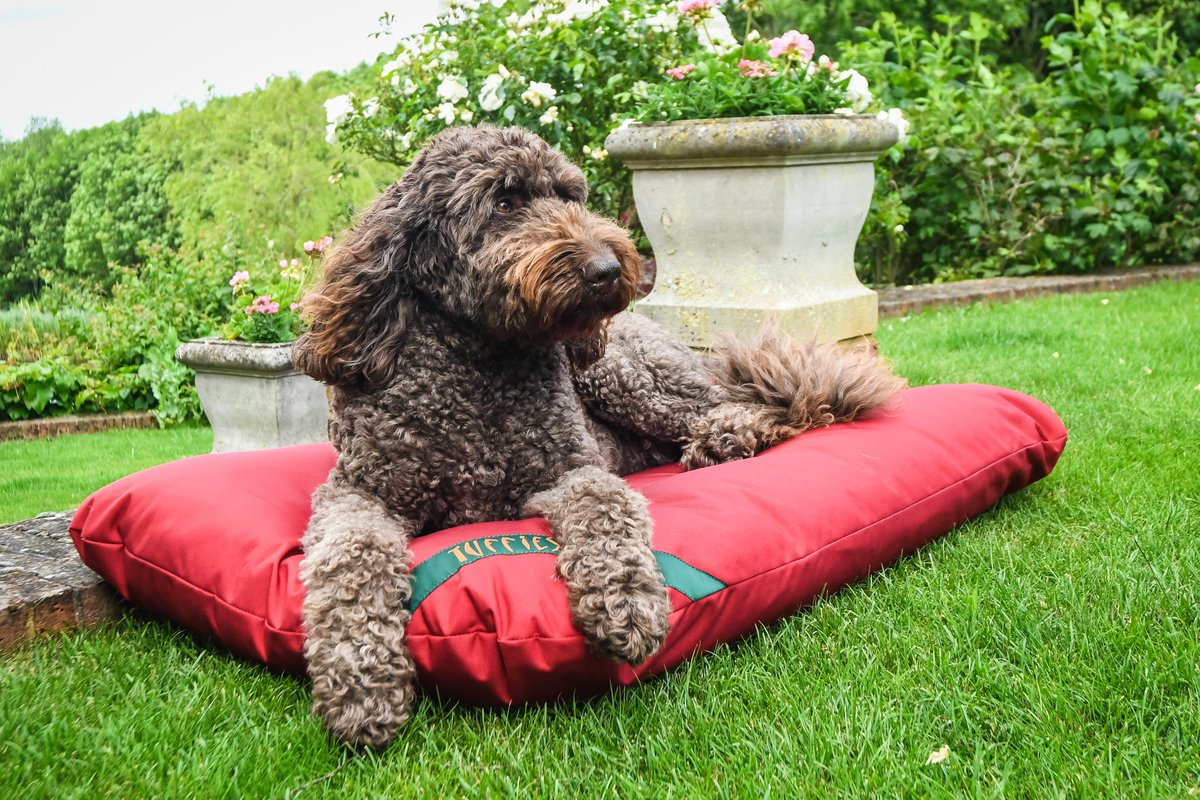 tuffiesdogbeds's tweet image. Is there any better way to spend a sunny afternoon than on you Tuffies Dog Bed? tuffies.co.uk/item/16/Dog-Ma… #tuffiesdogbeds #tuffies #dogbeds #labradoodles #bestdogbed #madeinscotland
