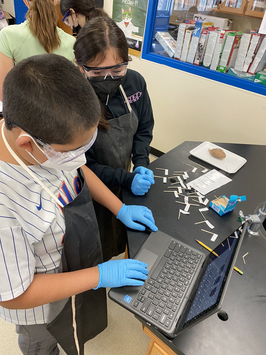 DeniseGoodliffe's tweet photo. Sheep brain day. #pltw #7grade #edgemont https://t.co/5ZmdoHY64G