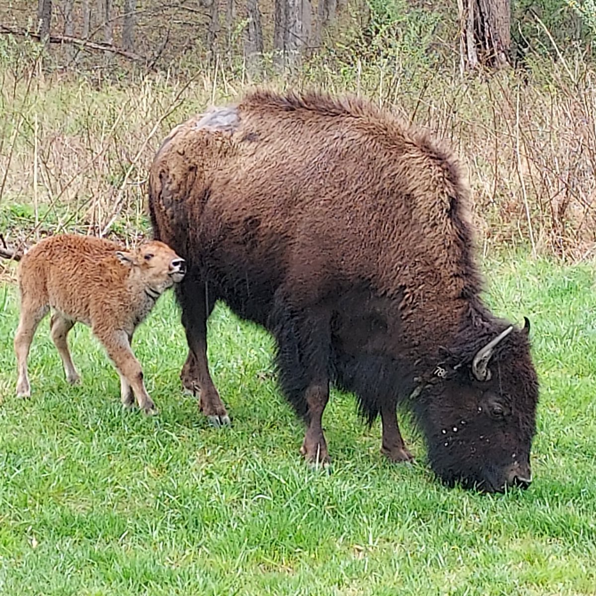 LandBtwnLakes's tweet photo. Bison calves are showing up at the Elk & Bison Prairie. Hope you can come out and see one of our "red dogs" as the are affectionately called. #nationalmammal #bison - Photos by Jan Gray, Bugle Corps Volunteer https://t.co/Xda9hQlLr6