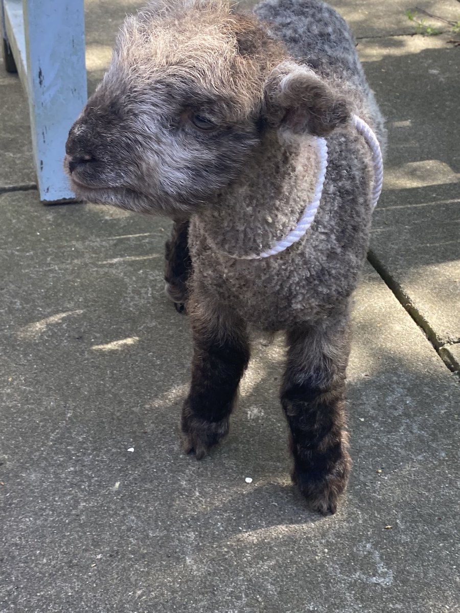 St Raphael Ward 🍋 tweet media