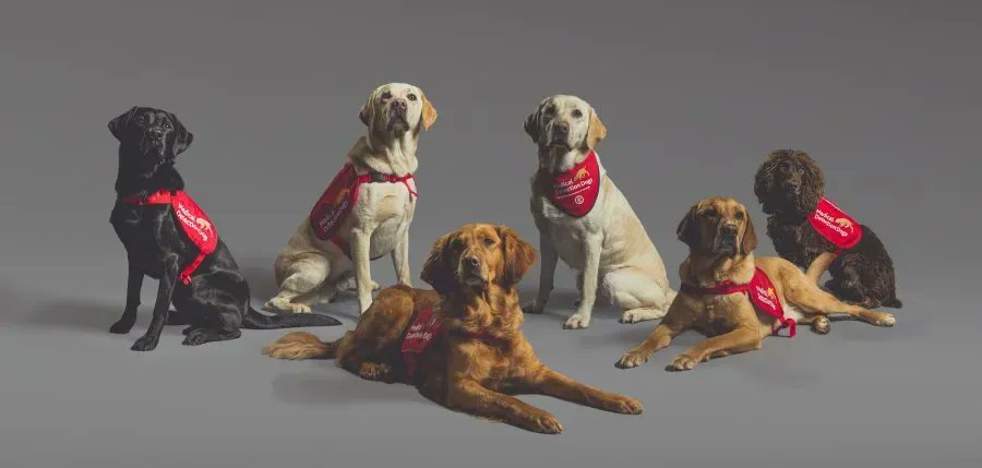 London School of Hygiene & Tropical Medicine (@lshtm) on Twitter photo 🐾 It's paw-fficial! 🐶
Results from our trial showing bio-detection dogs can sniff #COVID19 with up to 94% accuracy are now published in <a href="/_ISTM_/">ISTM</a>'s Journal of Travel Medicine 🎉
Check out the exciting results 👇 buff.ly/3OiPDoi <a href="/MedDetectDogs/">Medical Detection Dogs</a> <a href="/durham_uni/">Durham University</a> <a href="/ProfJamesLogan/">Professor James Logan 🏴</a> 🐾 It's paw-fficial! 🐶
Results from our trial showing bio-detection dogs can sniff #COVID19 with up to 94% accuracy are now published in <a href="/_ISTM_/">ISTM</a>'s Journal of Travel Medicine 🎉
Check out the exciting results 👇 buff.ly/3OiPDoi <a href="/MedDetectDogs/">Medical Detection Dogs</a> <a href="/durham_uni/">Durham University</a> <a href="/ProfJamesLogan/">Professor James Logan 🏴</a>