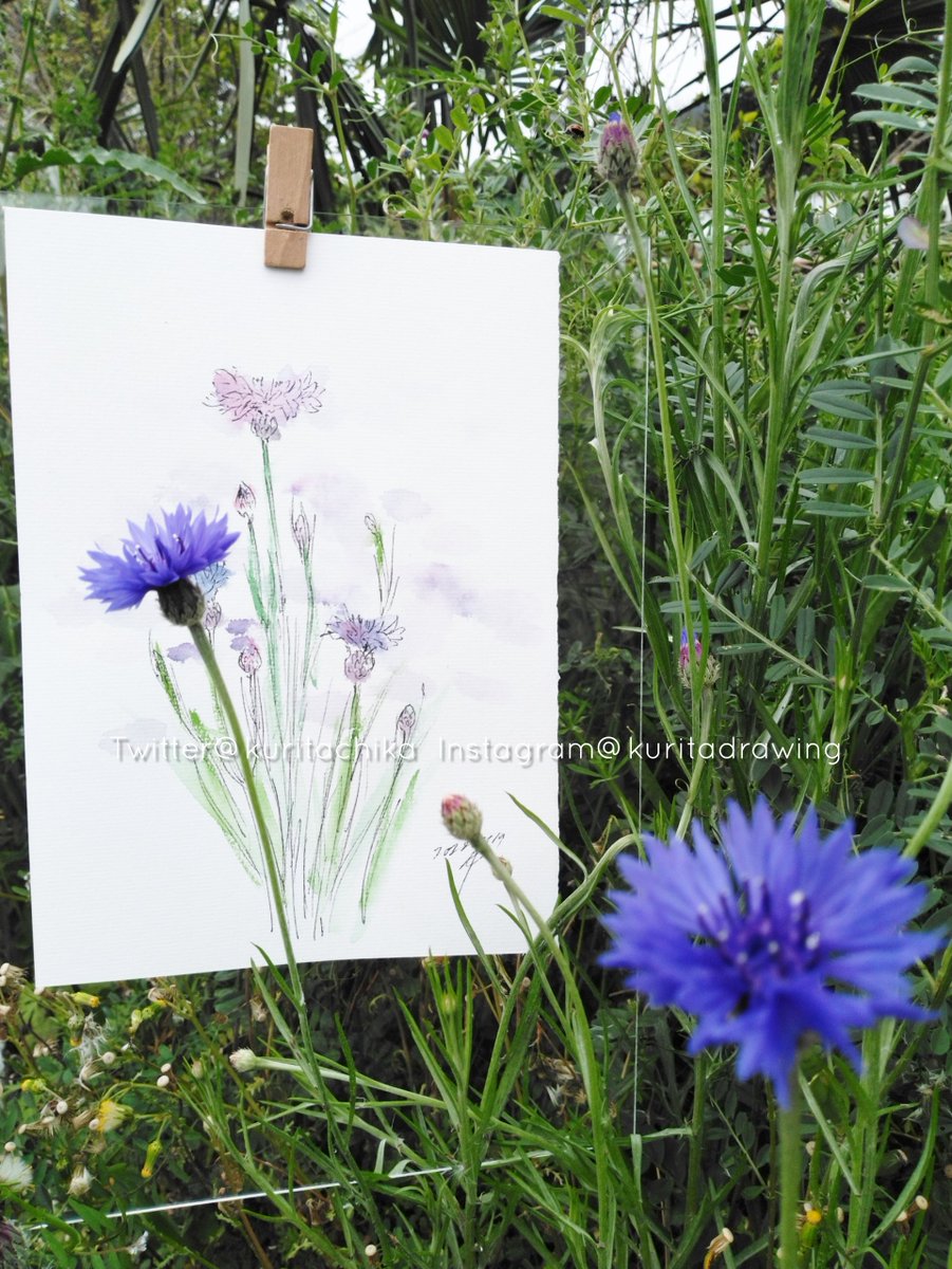 矢車草 のイラスト マンガ作品 11 件 Twoucan