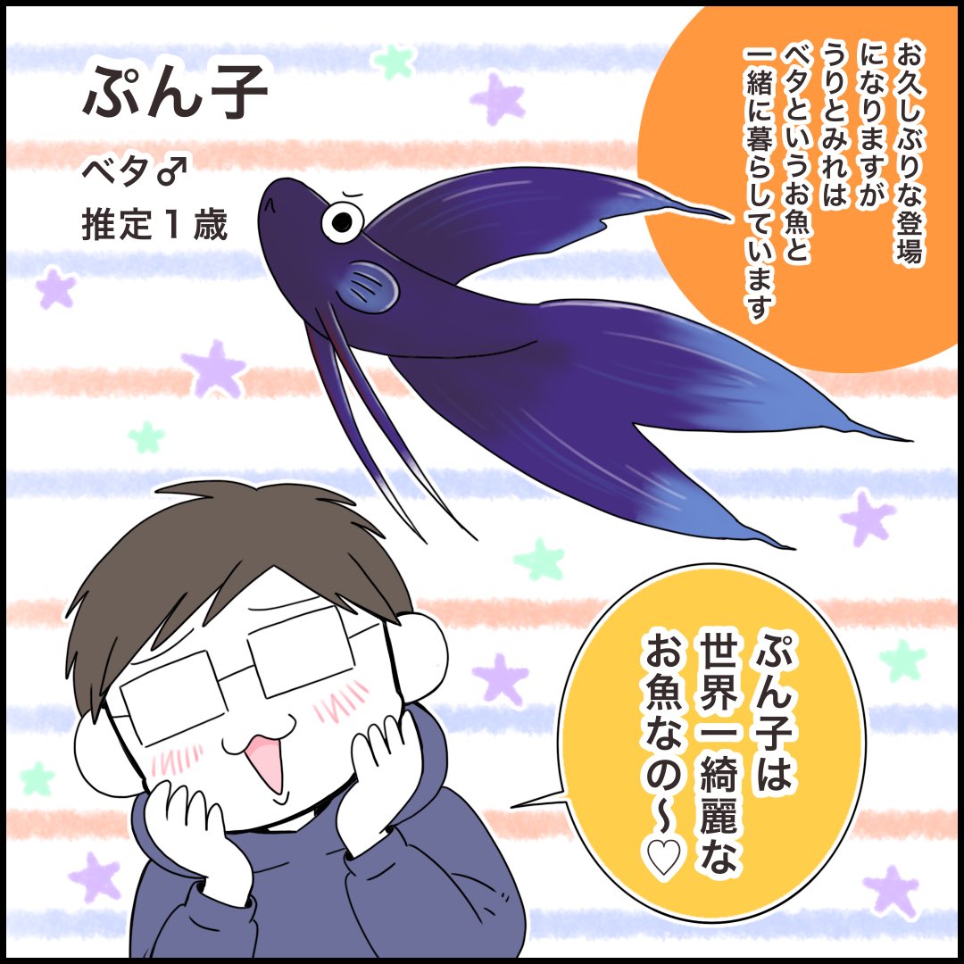 世界一可愛いうちのお魚(ベタ🐟) 