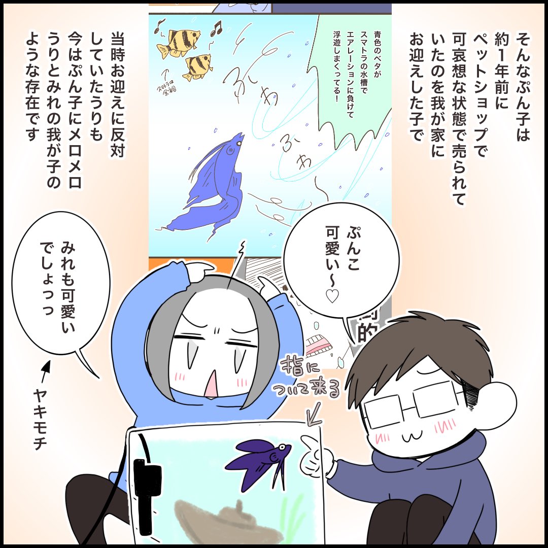 世界一可愛いうちのお魚(ベタ🐟) 