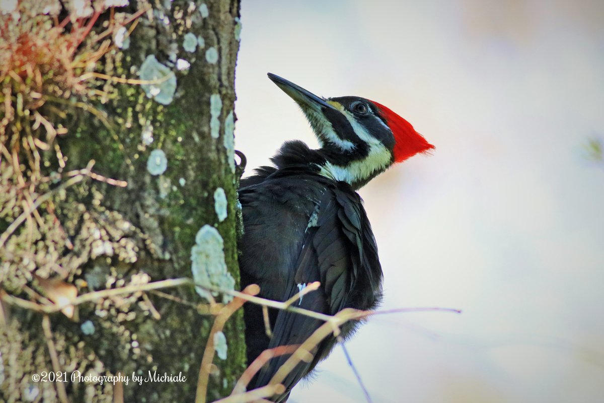 MichialeS's tweet photo. [tv announcer] "Are you bloated? Tired? Unable to enjoy the activities you once loved?"
[me with a mouthful of chips] "YEAH"
(A #pilated #woodpecker at the #SixMileCypressSlough in #FortMyers, #Florida) #bird #birdwatching #nature #naturephotography #swfl #lovefl https://t.co/Jv9hdqzUK2