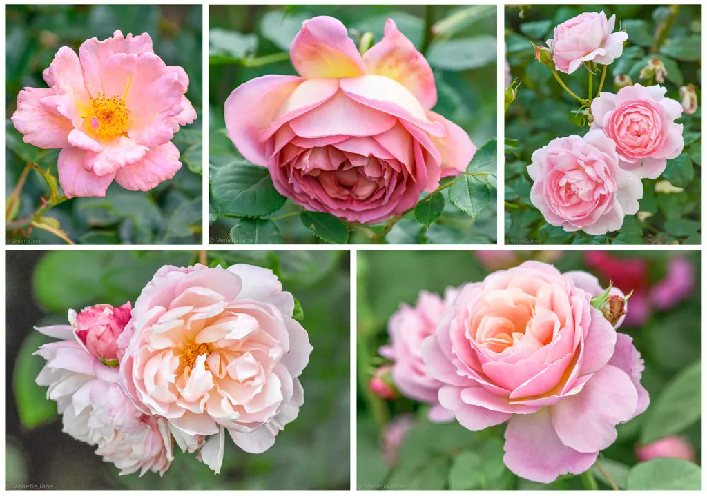 Pretty pink roses to wish Her Majesty #QueenElizabeth a very "Happy 96th Birthday". #roses #flowers #HappyBirthday