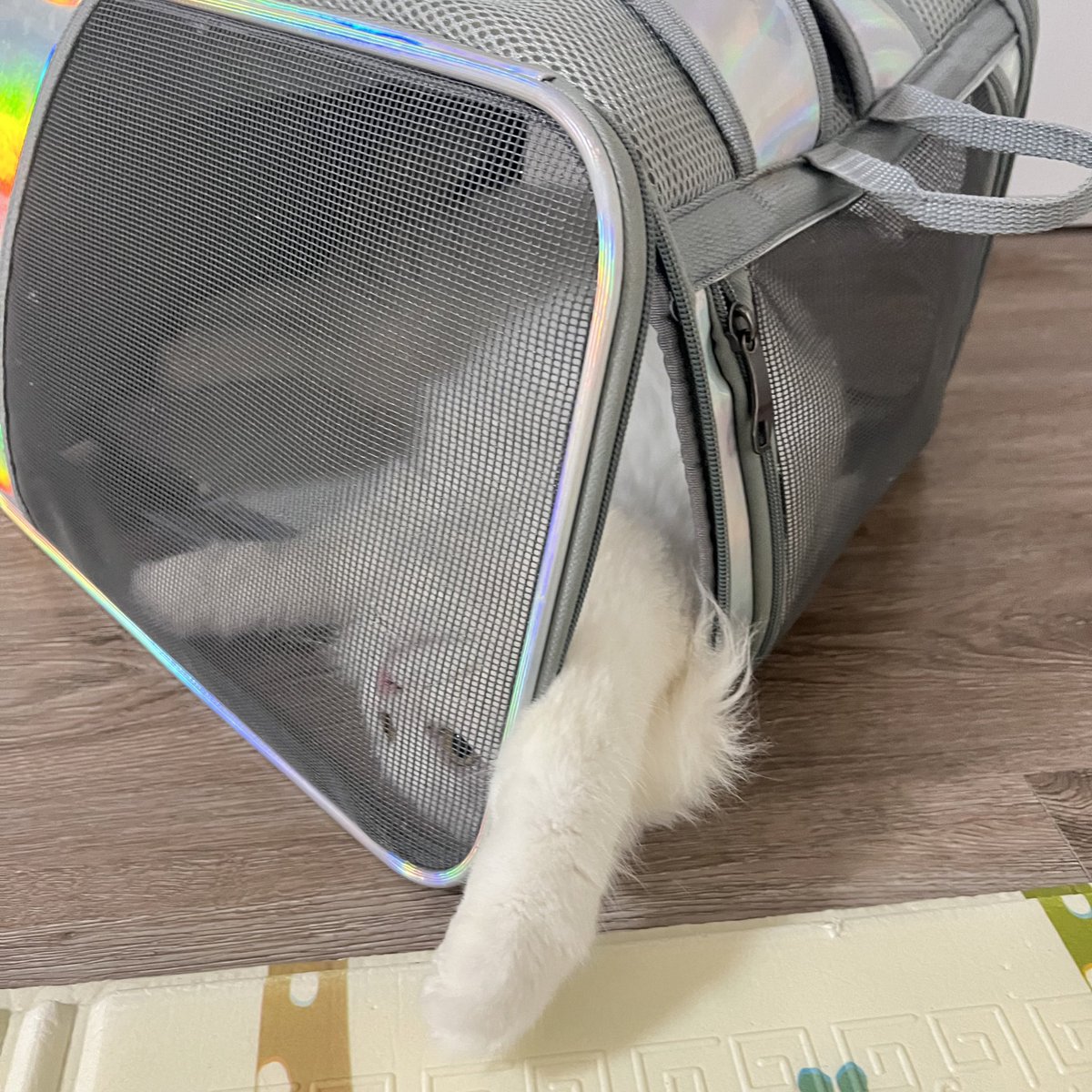 awwwfluffy's tweet photo. จิบอกป่อยนุออกไป แต่แม่บอกไม่มีใครขังเอ็งไว้จ้า https://t.co/QxK0eGpTiO