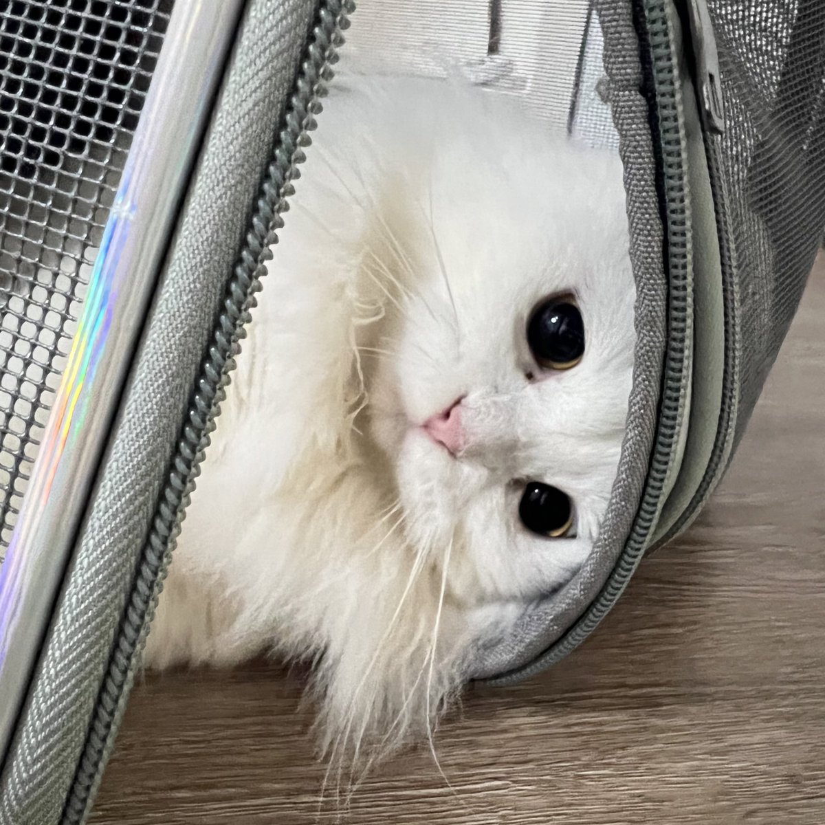 awwwfluffy's tweet photo. จิบอกป่อยนุออกไป แต่แม่บอกไม่มีใครขังเอ็งไว้จ้า https://t.co/QxK0eGpTiO