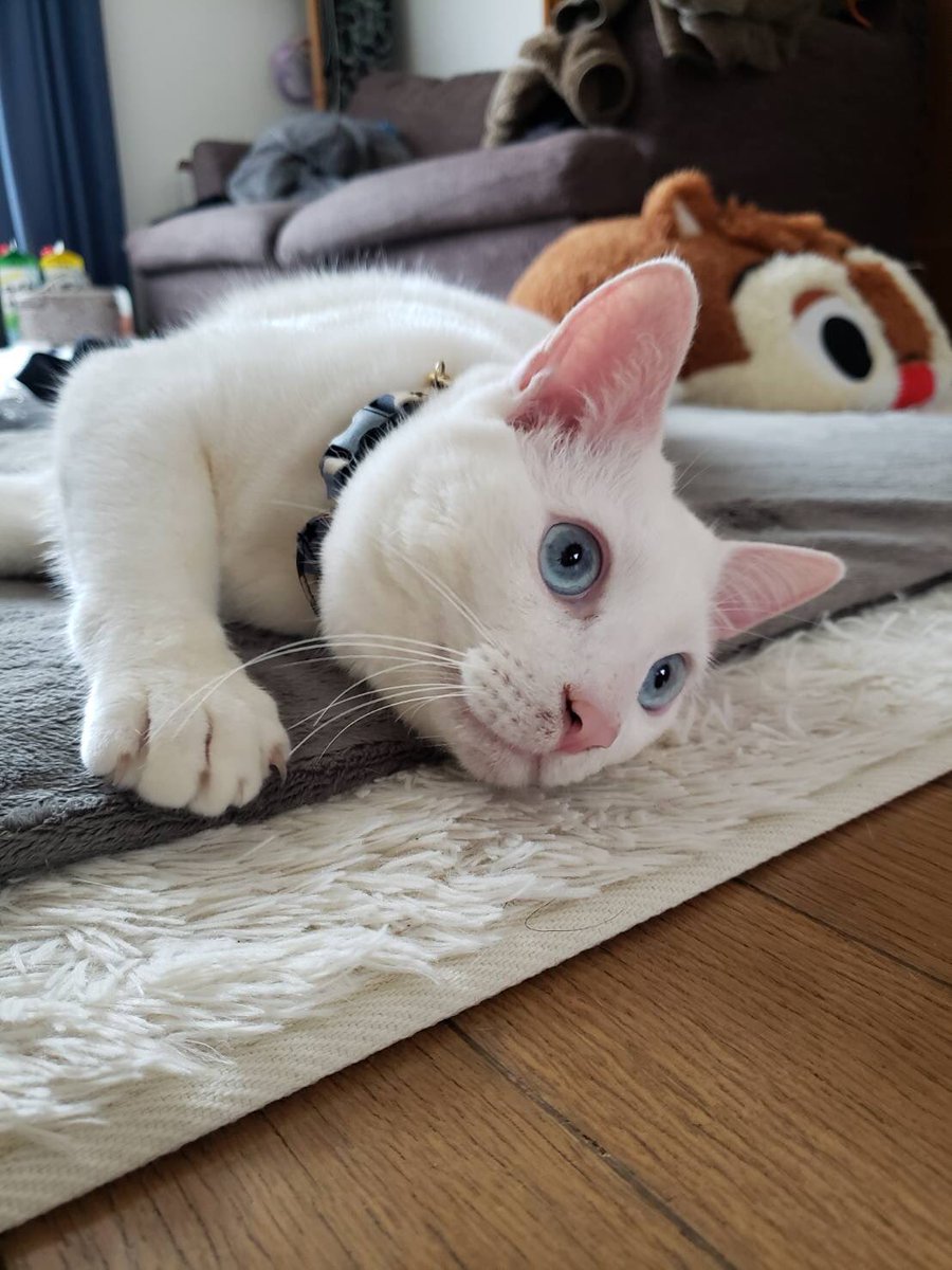 走り回って疲れたテトくん