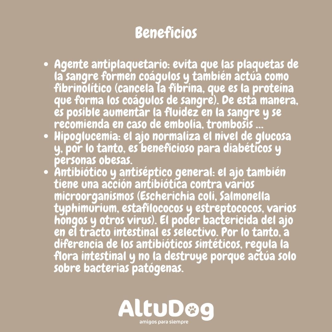 Altudog's tweet image. Lo primero que queremos aclarar es que la toxicidad del ajo 🧄 para los perros🐶 está directamente relacionada con la cantidad ingerida.
.
Porque el ajo no es malo en sí mismo, pero puede convertirse en un alimento peligroso si un perro come más de lo recomendado.