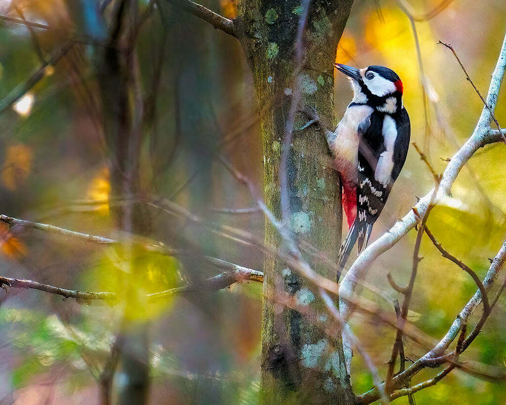 MBMarkiewicz's tweet image. Early morning walk a few days ago ... #greatspottedwoodpecker (EN) #picepeiche(FR) #Dzięciołduży (PL) #bontspiecht (LU) met in a local Forrest in #Mullerthal in #Luxembourg🇱🇺
#Sony #Sony200600 ift.tt/2tTNGEi