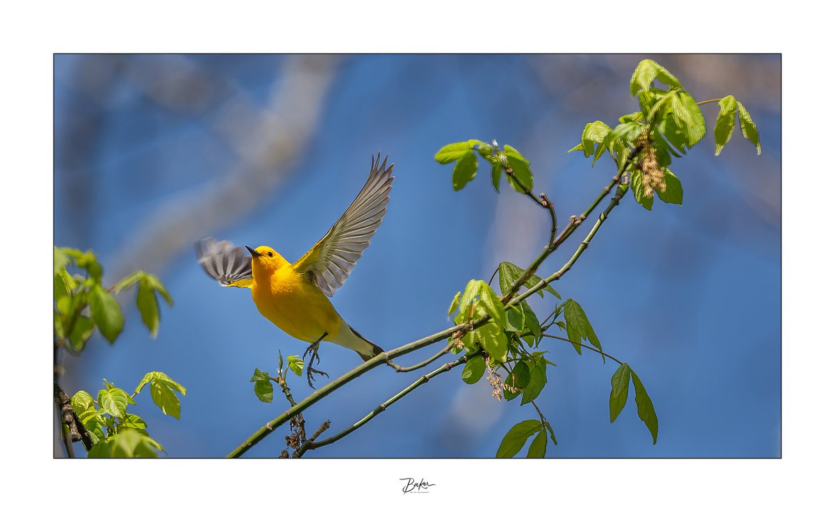 GeoffreySBaker's tweet image. Took the day off from work to go birding. I think it was worth it.
Prothonotary warbler Riley's Lock, Potomac River, Darnestown, MD.
©Geoffrey S. Baker 
#birdphotography #birding #BirdTwitter #nikon #Maryland #Potomacriver #warbler