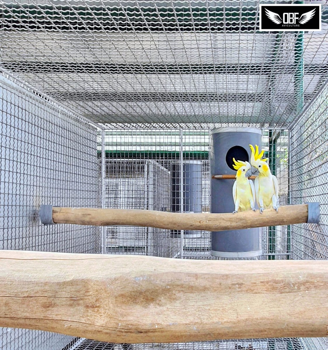 OBF_Aviculture's tweet image. A couple of Cacatua sulphurea 💛

#OBFAviculture #Cacatuasulphurea #SulphurCrestedCockatoo #Cockatoo