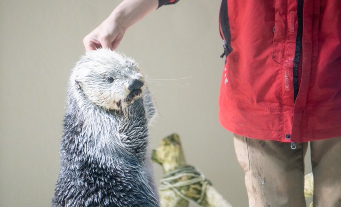 ラッコのtwitterイラスト検索結果 古い順 ラッコのtwitterイラスト検索結果 古い順