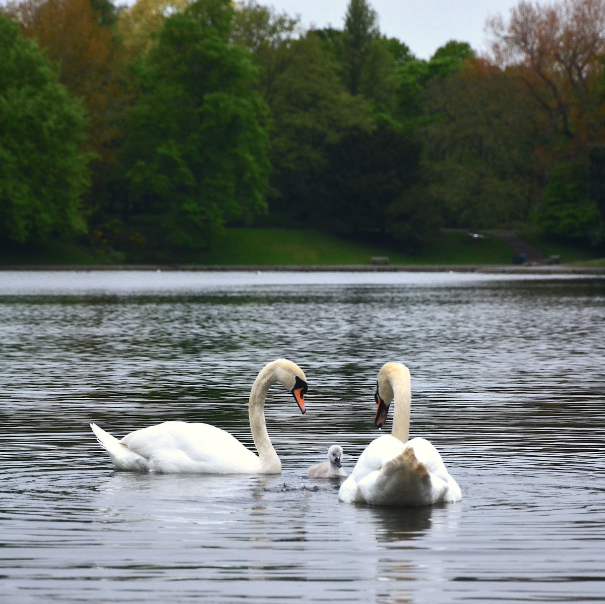 Best park in our city region?

We're spoilt for green space in the Liverpool City Region, so why not jump on the bus and explore somewhere new this week...

📍 Sefton Park
📍 Calderstones Park
📍 Birkenhead Park
📍 Sherdley Park

Let's get back to great days out.

#BetterByBus