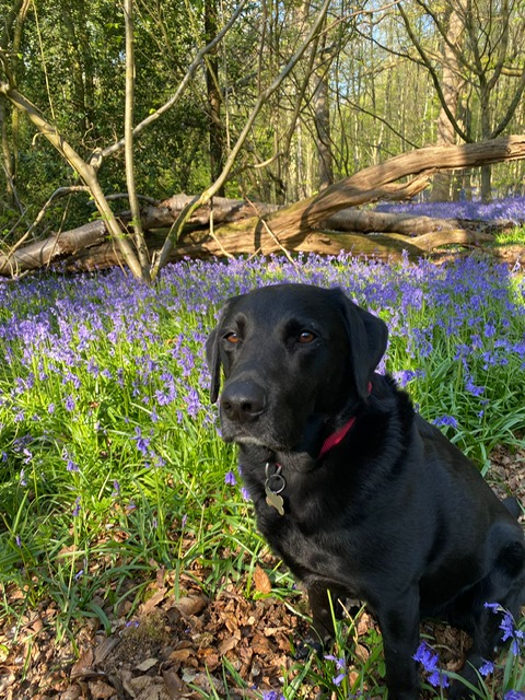 We’ve included a more detailed round up on Chiltern Chatter of the best places to see bluebells locally plus some top tips for photographing them chilternchatter.com/best-places-to….
