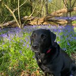 Photo by Chiltern Chatter (@chilternchatter)