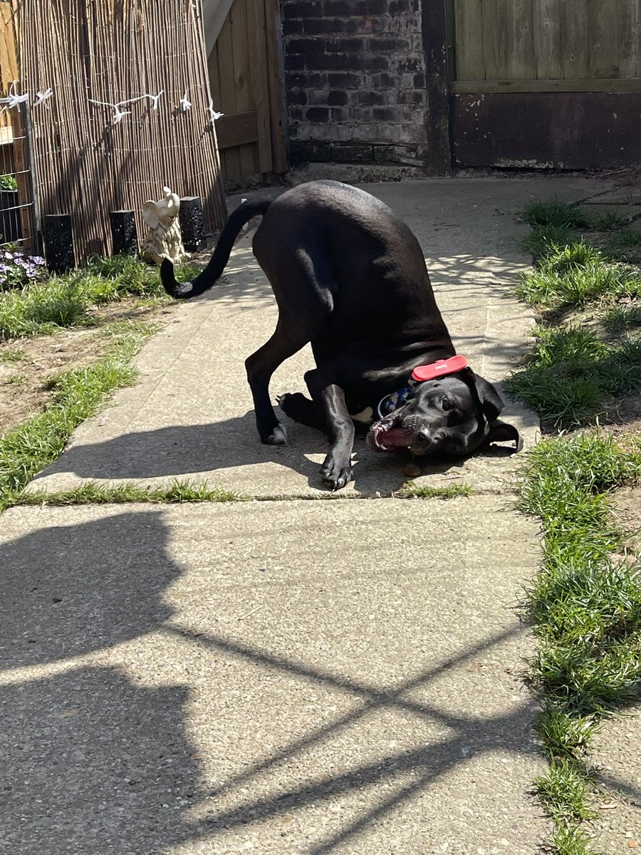 My big beast🐶❤️