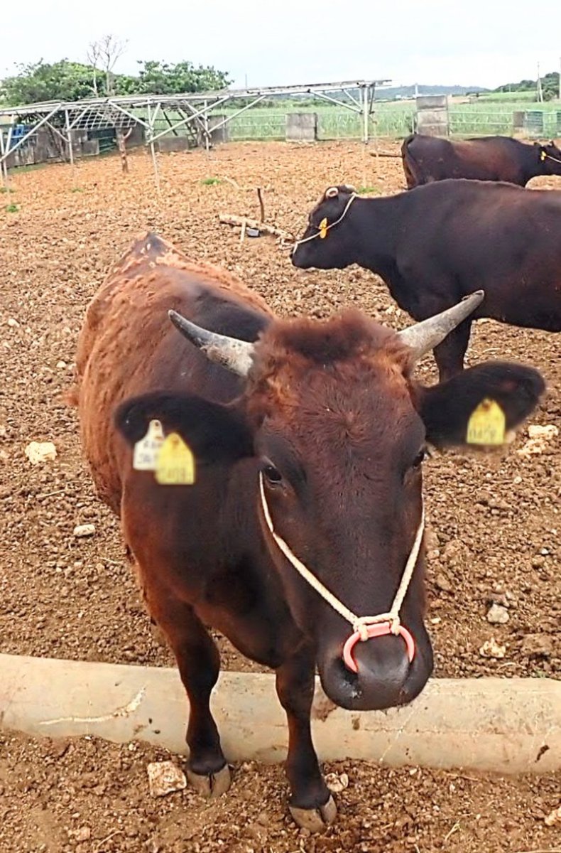 宮古牛君に出会いました🐮 まだ幼く角が小さくて可愛い子です。周りにはでっかい牛が 🐂🐂🐂🐂🐂🐂🐂🐂🐂🐂🐂