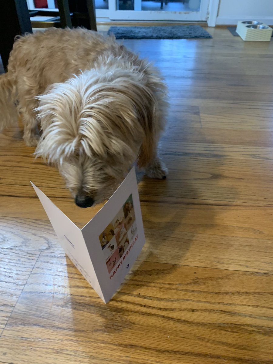 CityGirl1's tweet photo. @Chewy thank you for sending Chandler the first birthday card this year! #DogsofTwittter https://t.co/ERIQ0RrCbs