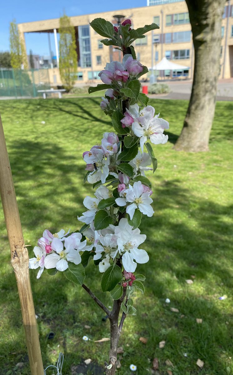 sciencecrewSA's tweet photo. Lovely to see our #BSW22 fruit trees blossoming #BlossomWatch #spring https://t.co/m1jzE1EjFQ