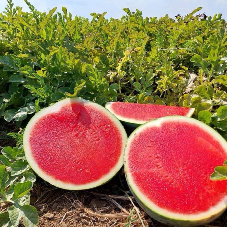 Seedless watermelon;Fruit of the Future 🍉