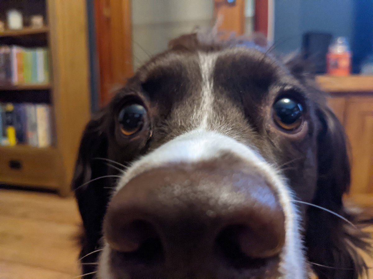 PKTSizedHands's tweet photo. Hello. I am Dug. I am here to take over your social media. Bark Bark Bark https://t.co/s1XHeH02GQ