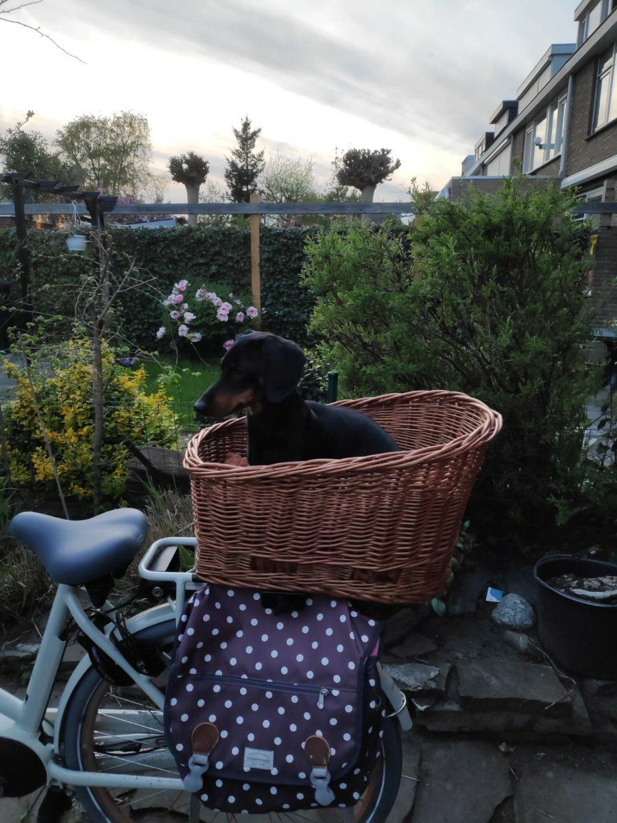 PullBram's tweet photo. Hoi lieve mensen🙂
Freek hier weer🐶
Al iemand een lief #compliementje gegeven of gekregen💖?
Ik heb een nieuwe #fietsmand
En mijn ouders gingen hem gisteren uitproberen met mij🐶
Dat was alleen van korte duur.
Want ik kwam uit m'n #tuigje en spron eruit.
1/2 https://t.co/sc3vZy8e9W